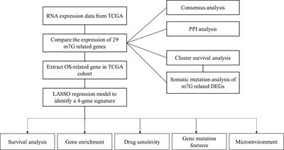 A novel defined m7G regulator signature to investigate the association between molecular characterization and clinical significance in lung adenocarcinoma